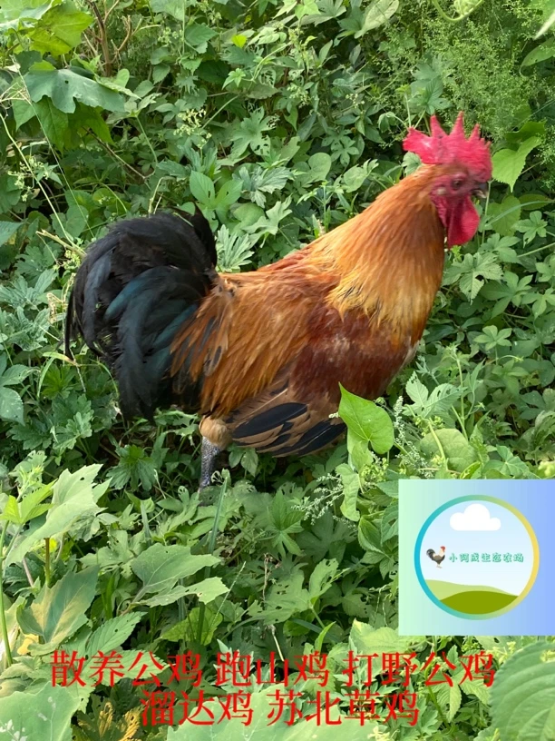 打野公鸡，溜达鸡，跑山鸡，苏北草鸡，生态农场散养土鸡