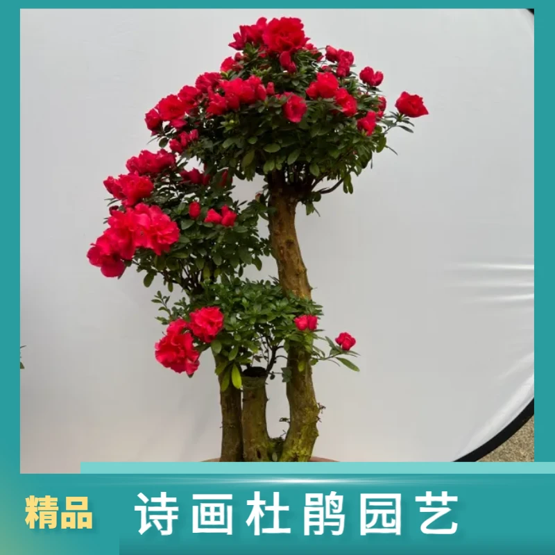 (一物一拍)杜鹃花杨梅红多季开好养易活飘窗阳台庭院盆景园林花卉