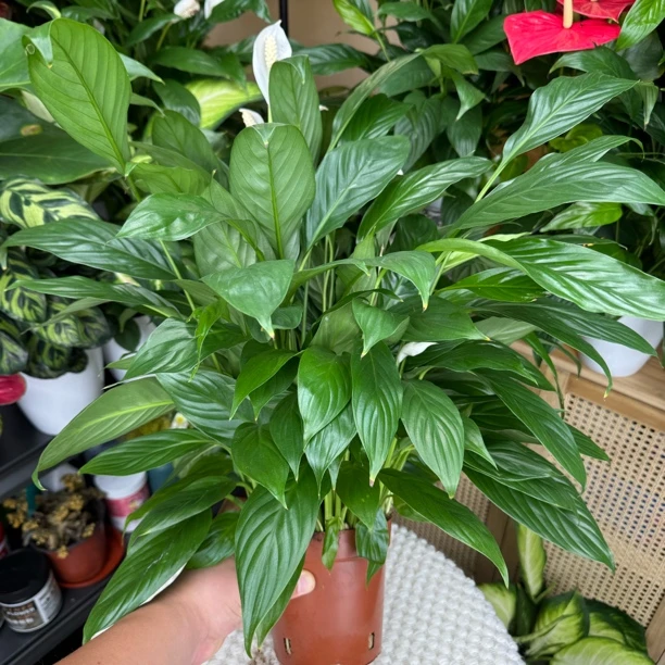 【小胖卖花】美酒白掌一帆风顺