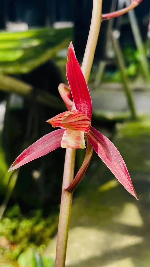 秋榜新品 红花叶花双艺 【大秉兰苑】