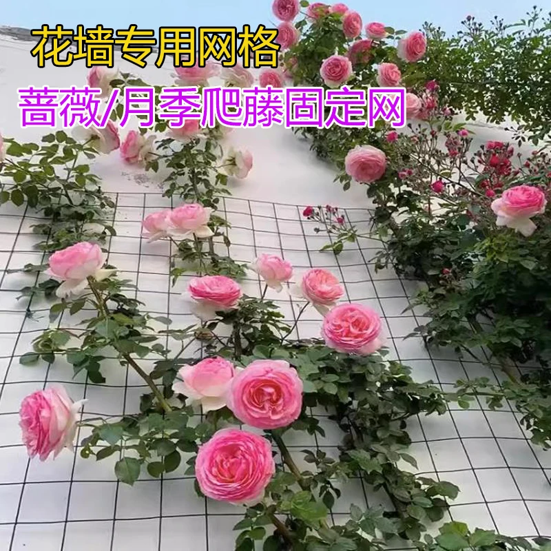 花墙架网格月季爬藤架子靠墙壁植物固定支撑蔷薇花架铁丝网花卉架