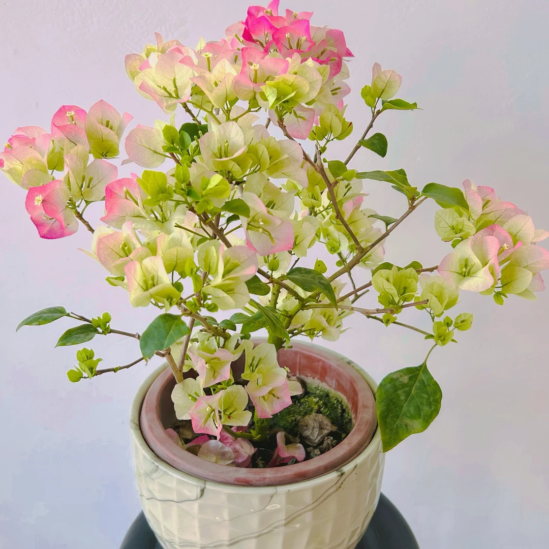 【绿樱】三角梅四季开花 老桩带花苞 （原盆原土）盆栽