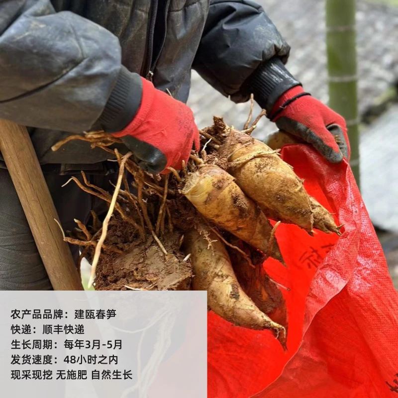 24年新鲜春笋 野生毛竹春笋 黄泥春笋