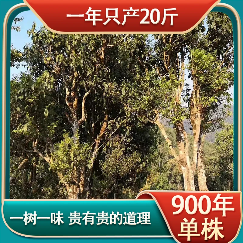 九百年单株野生古树红茶