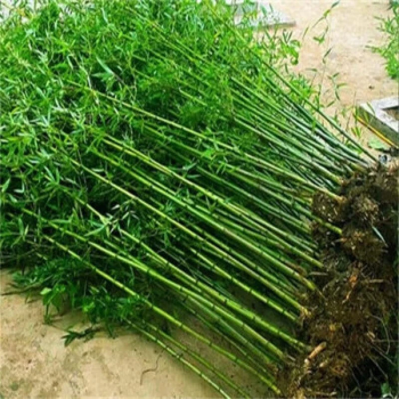 种花迷竹子苗紫竹青竹庭院小竹苗南北方树苗植物绿化苗绿植围墙篱