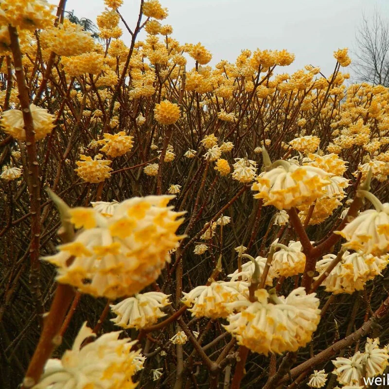 结香花苗庭院花卉灌木丛生树打结花树梦冬花喜花耐寒北方