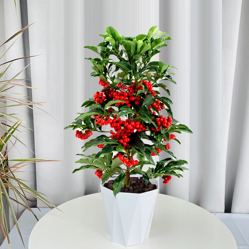 富贵籽盆栽带果发货阳台庭院观果盆景室内客厅常青绿美观好养植物