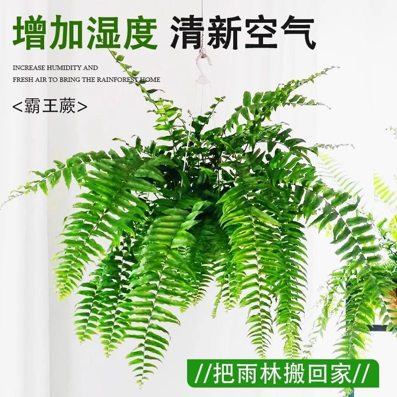 霸王蕨长叶垂吊式蕨类植物客厅办公室盆栽花卉绿植好养活观叶植物