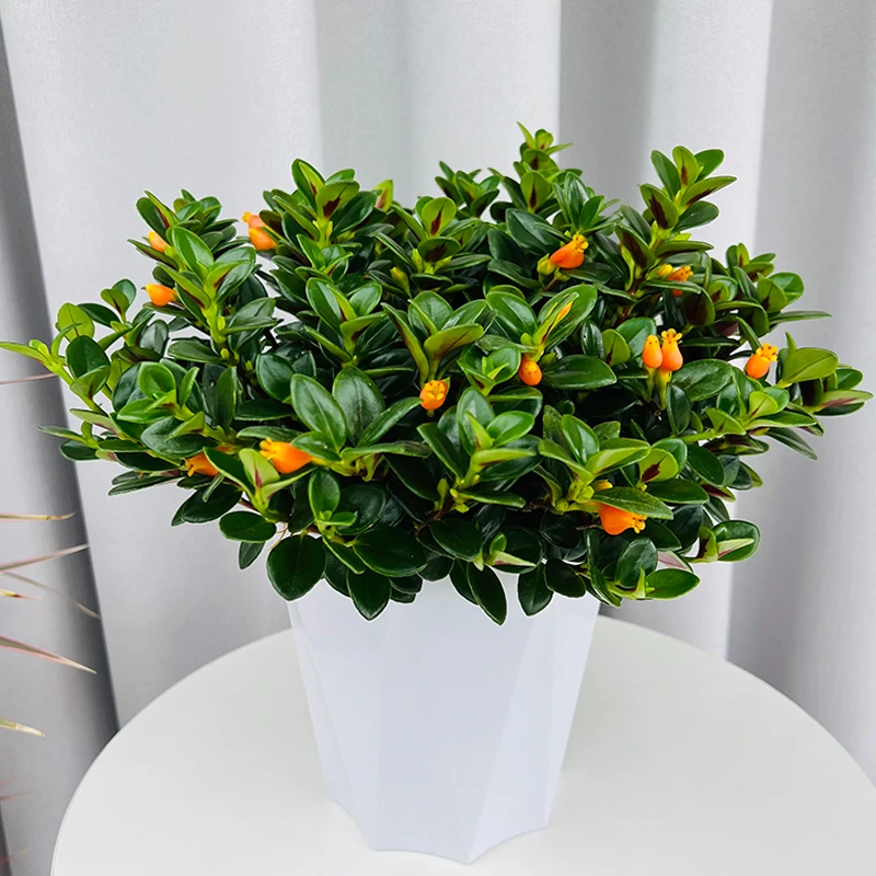 金鱼吊兰盆栽带花苞发货四季观花植物阳台室内观花植物四季常青花