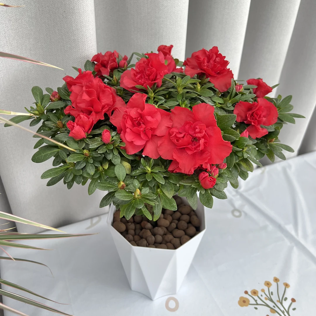 杨梅红杜鹃花带花苞发货四季常青开花好养的室内阳台庭院盆栽植物
