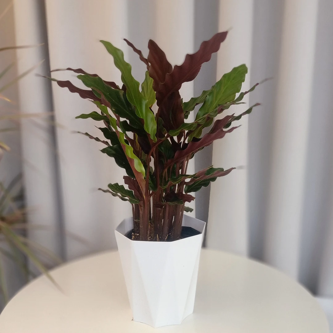 波浪竹芋基地原盆原土盆栽绿植四季常青室内阳台好养的植物盆栽花