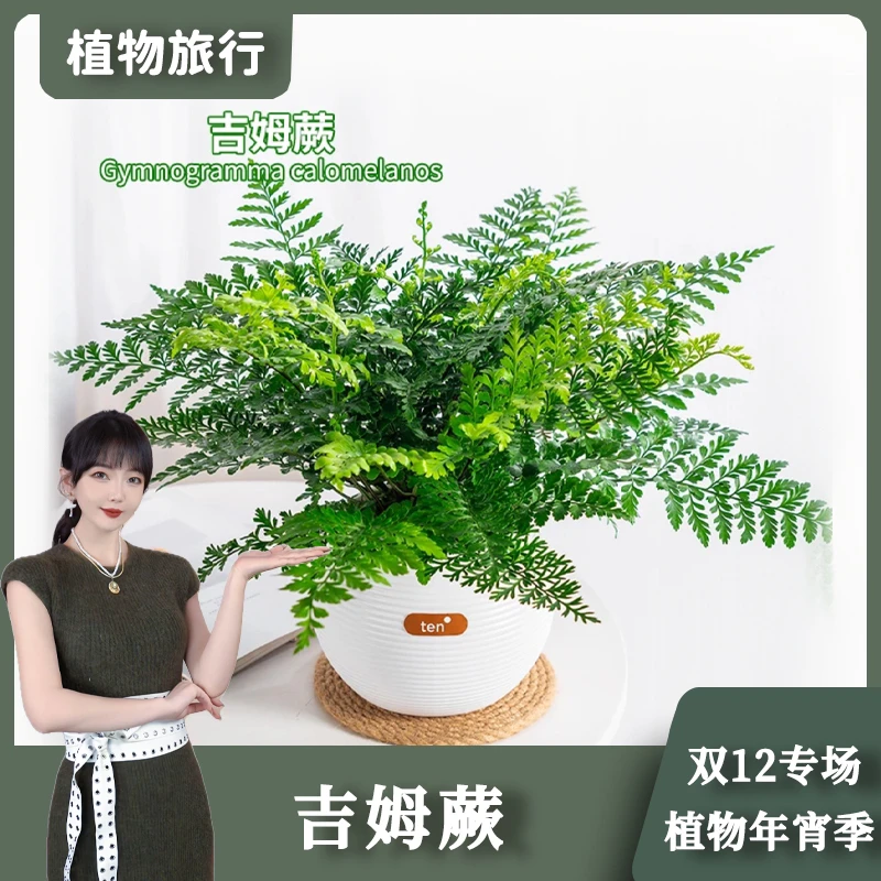 吉姆蕨懒人吸水盆栽室内办公室阳台好养耐阴观叶水培观叶植物盆栽