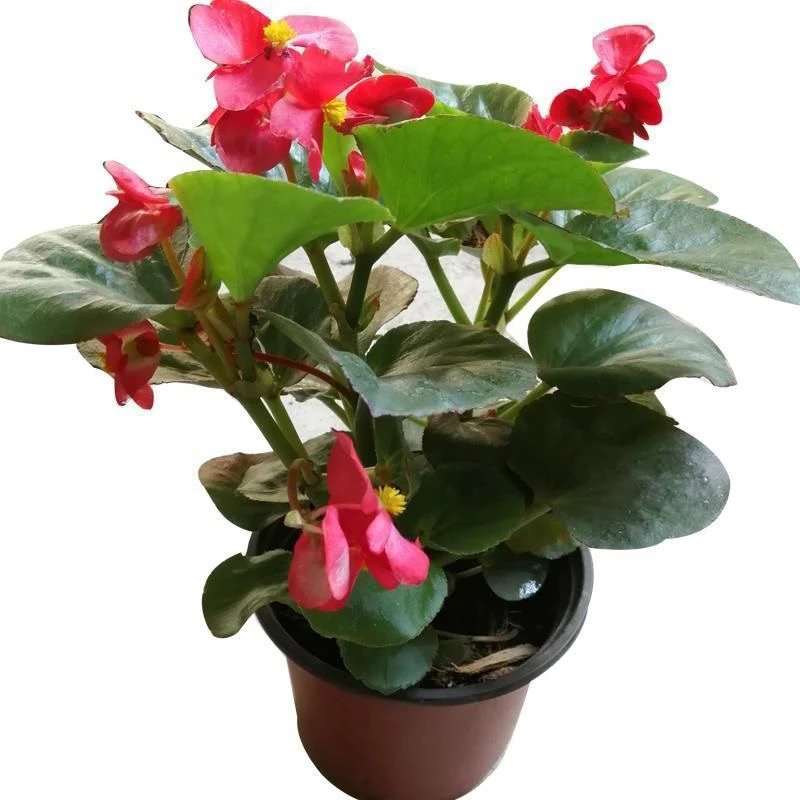 大花海棠四季开花盆栽带花玻璃翠大叶海棠花阳台庭院地栽景观花