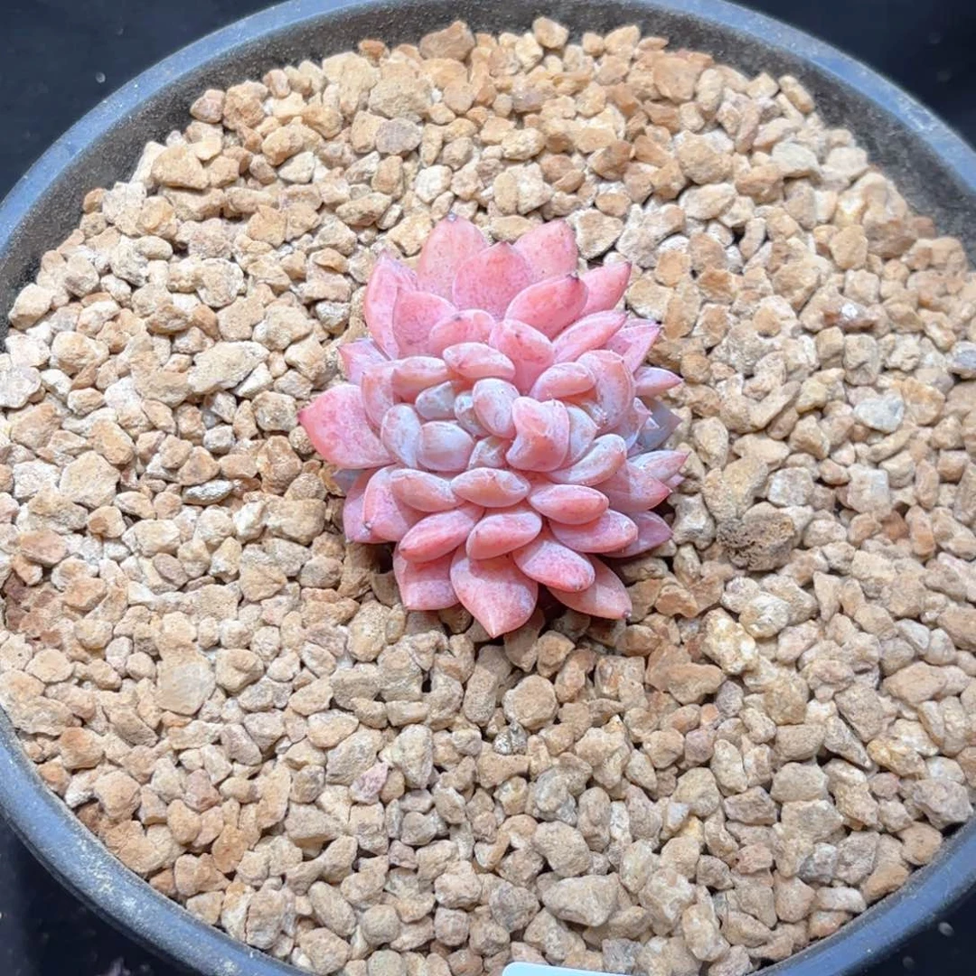 多肉植物 橙梦露缀  392