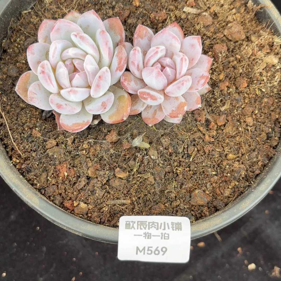 犯***3多肉植物  569 橙梦露双头  冠幅8