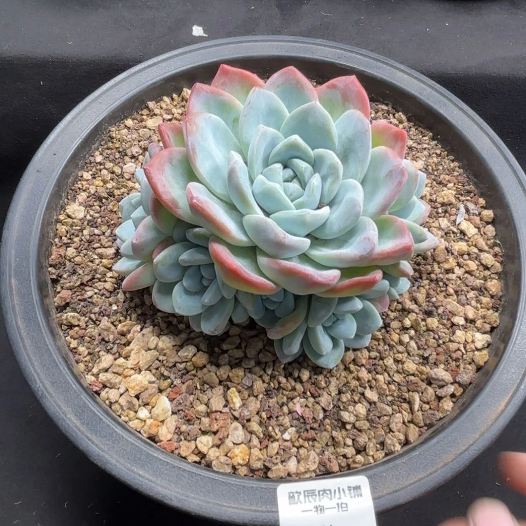 多肉植物  冰玉群  冠幅12 0374