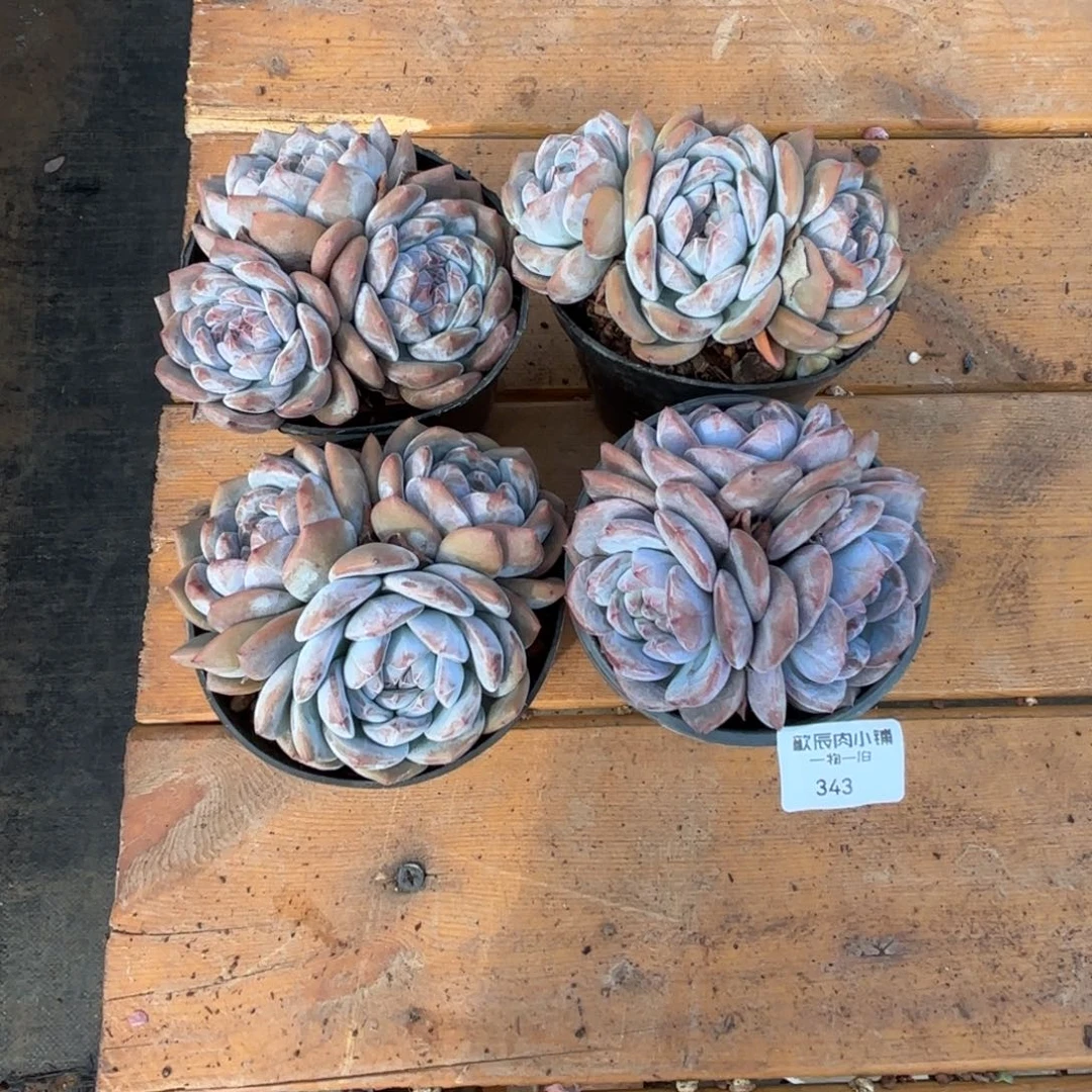 菟多肉植物  343 星影群4颗