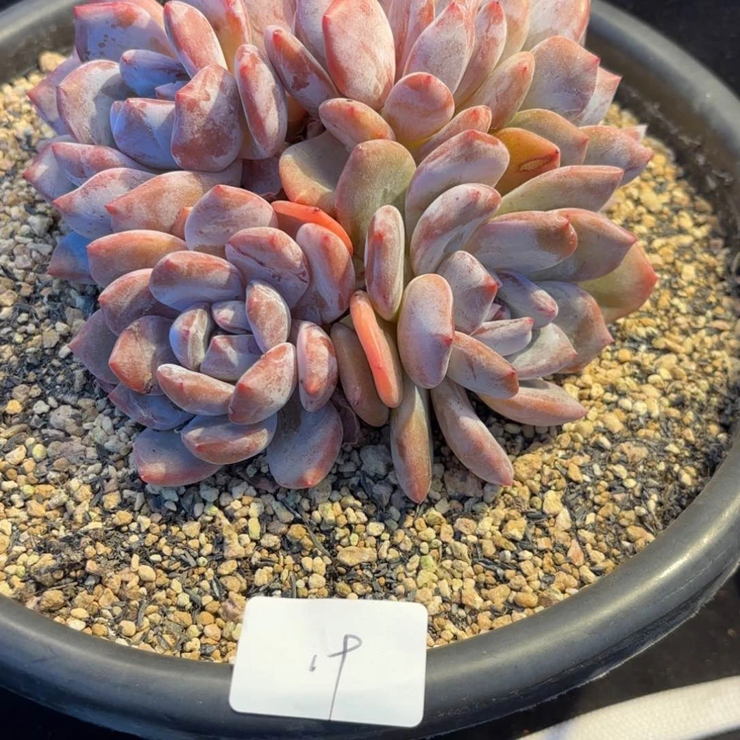 维**多肉  石榴籽群  19