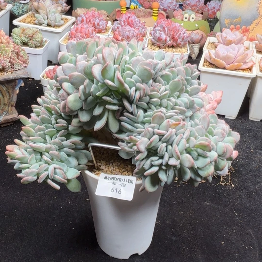多肉植物  616  玛瑙缀  冠幅18