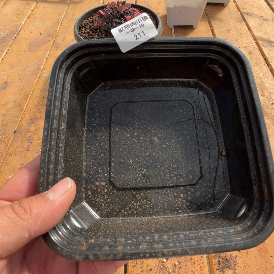 树****?多肉植物 冰玉双头   5颗一组