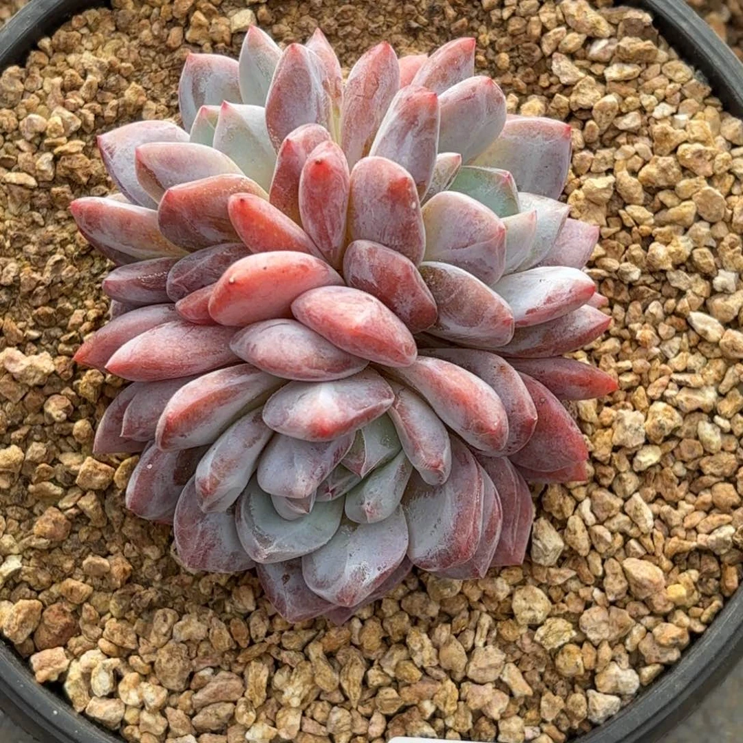 多肉植物  139  橙梦露三头  冠幅10