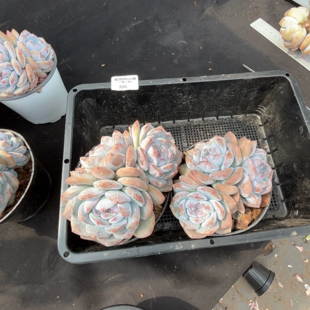 -****y多肉植物 350 星影两颗