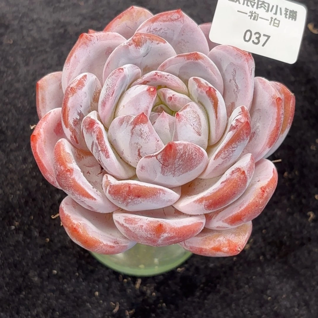 多肉植物  037  橙梦露单头  冠幅8