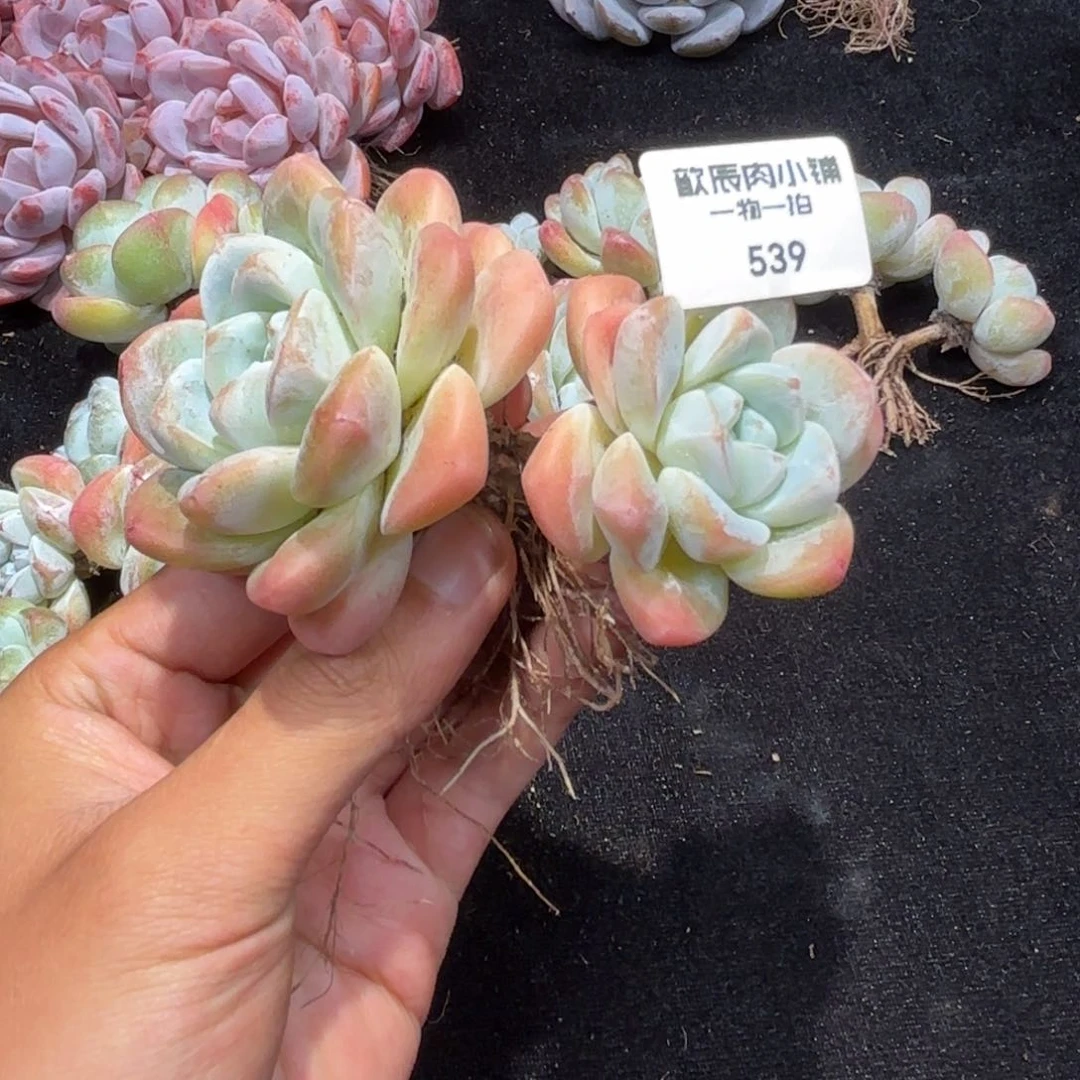 多肉植物  539  冰玉  冠幅10