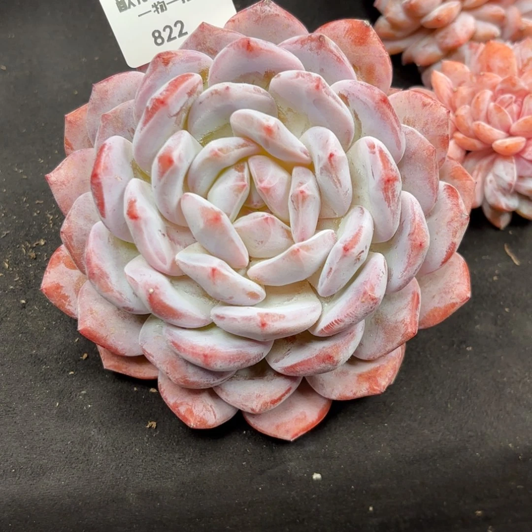 多肉植物  822  橙梦露单头 冠幅10