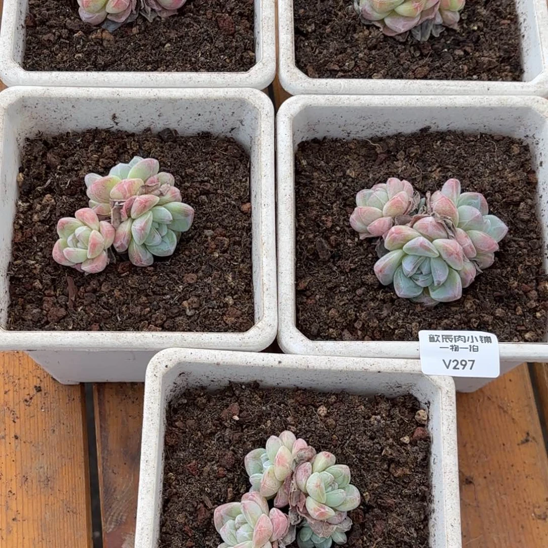 劳****多肉植物  297  冰玉组合