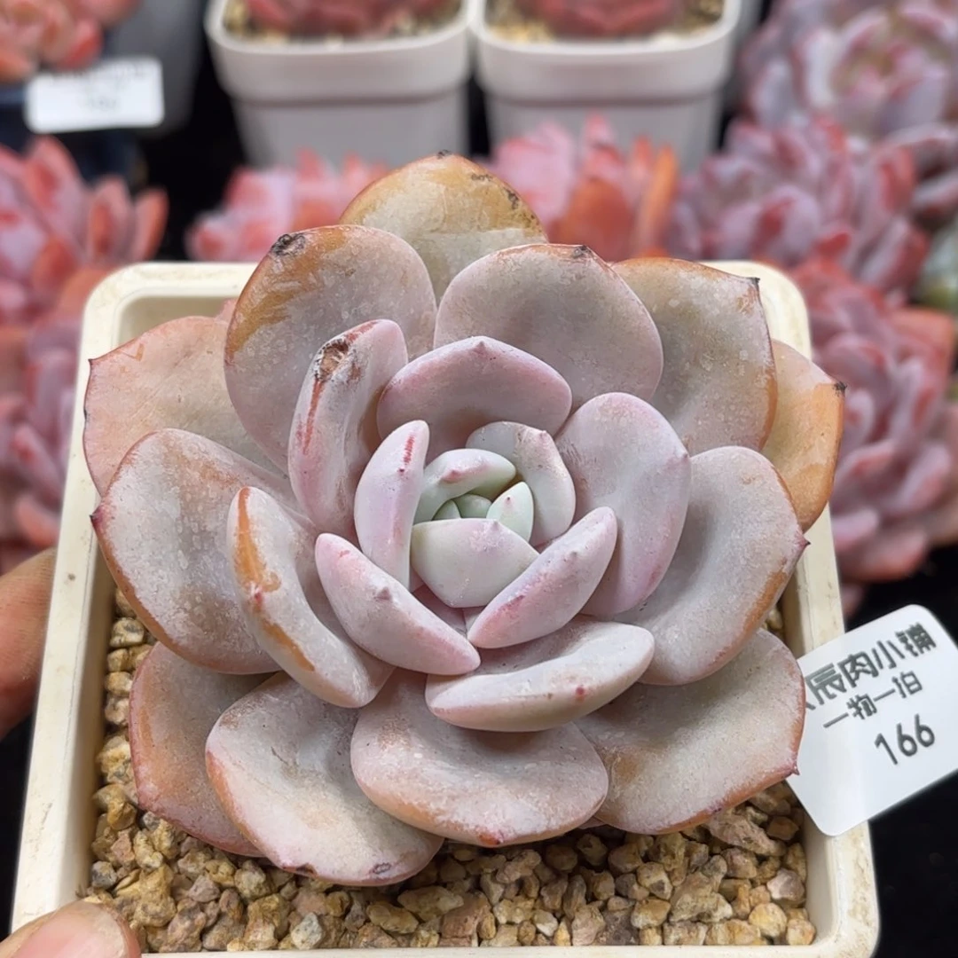 多肉植物  166 奶茶