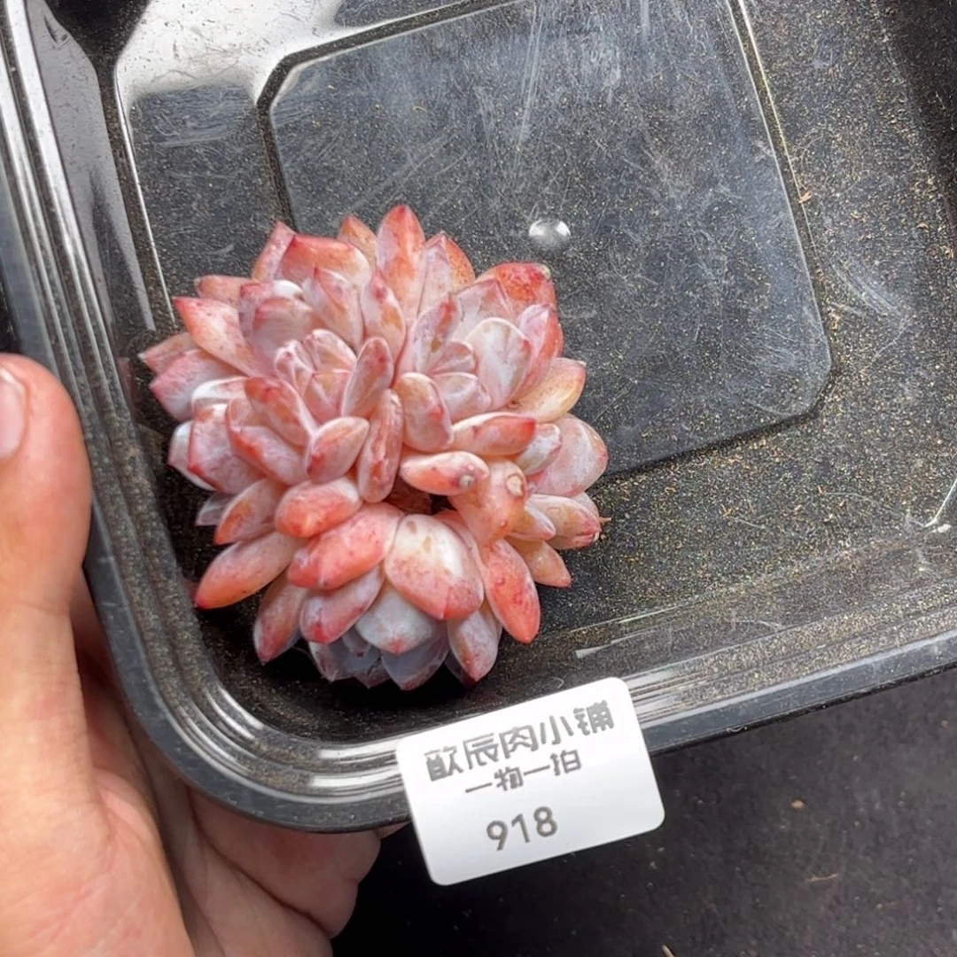 多肉植物  橙梦露五头  918