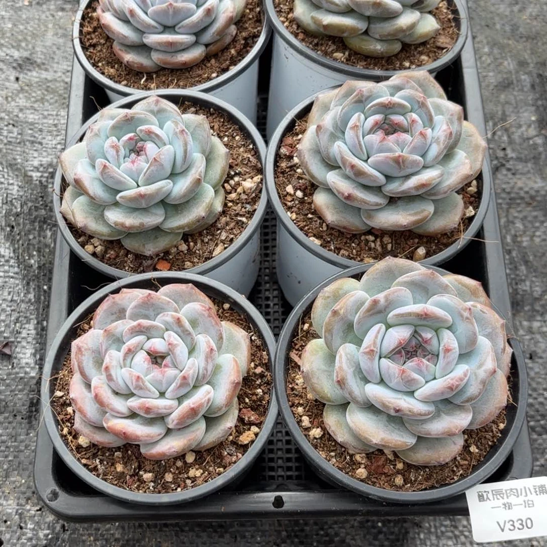 名****ฅ多肉植物  星影单头6颗  330