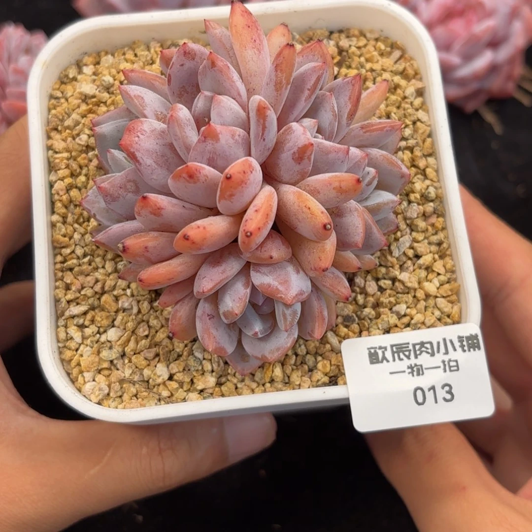 多肉植物   013  冠幅8  橙梦露五头