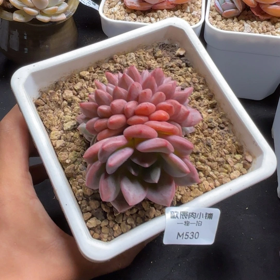 苏*多肉植物 530 冠幅7 爱丽尔缀