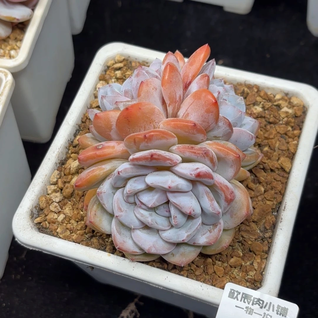 多肉植物  262  橙梦露  冠幅10