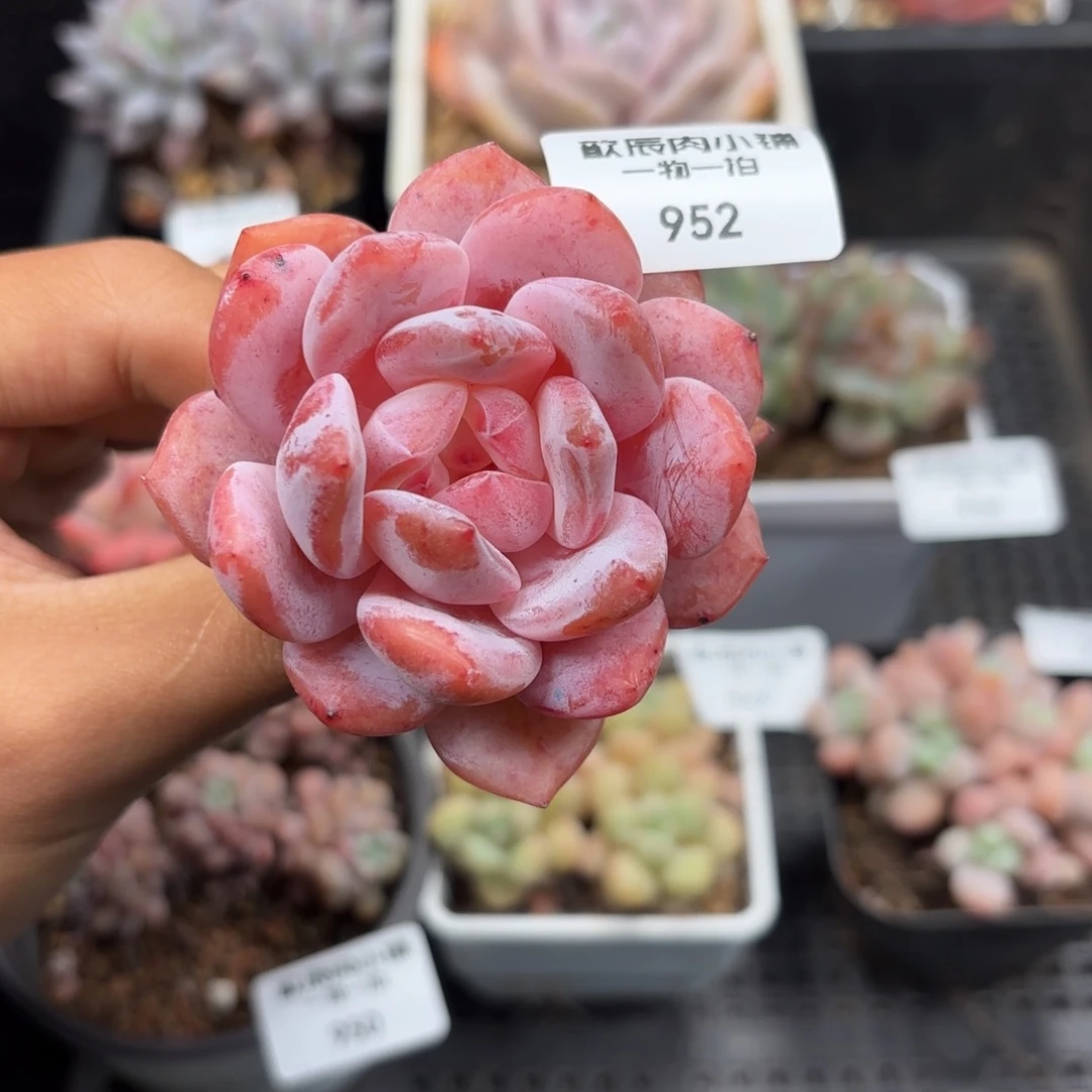 多肉植物  糖心橙  冠幅6  952