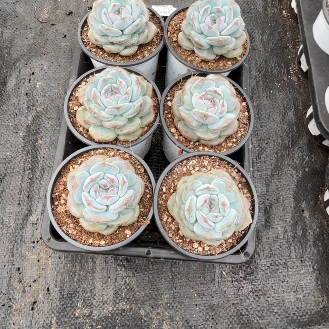 小*F多肉植物 324 星影单头6颗一组