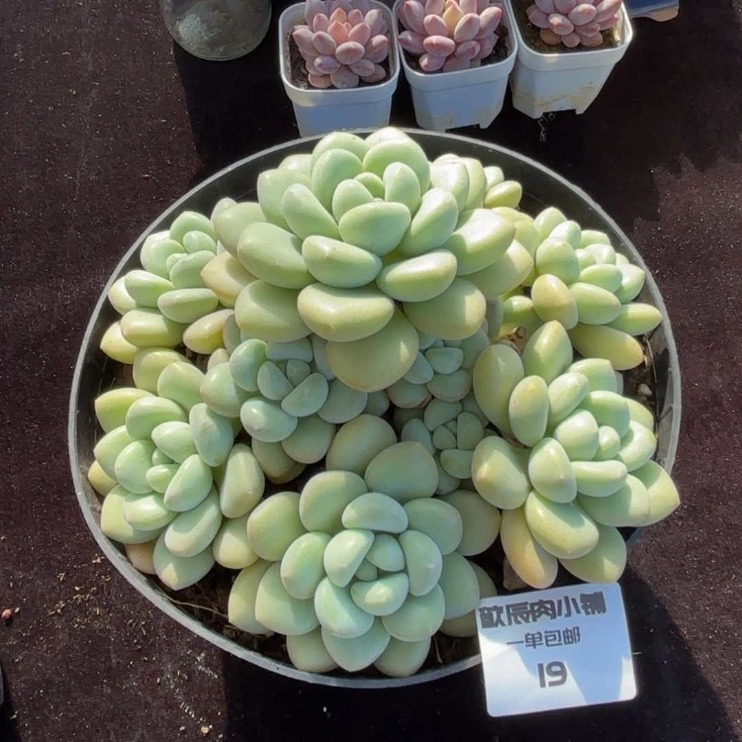 多肉植物  19  泡泡糖  冠幅18