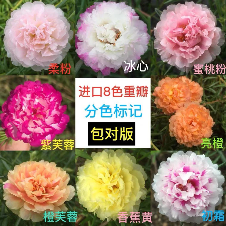 带花苞进口太阳花苗重瓣大花宿根植物四季开花带花苞阳台盆栽花卉