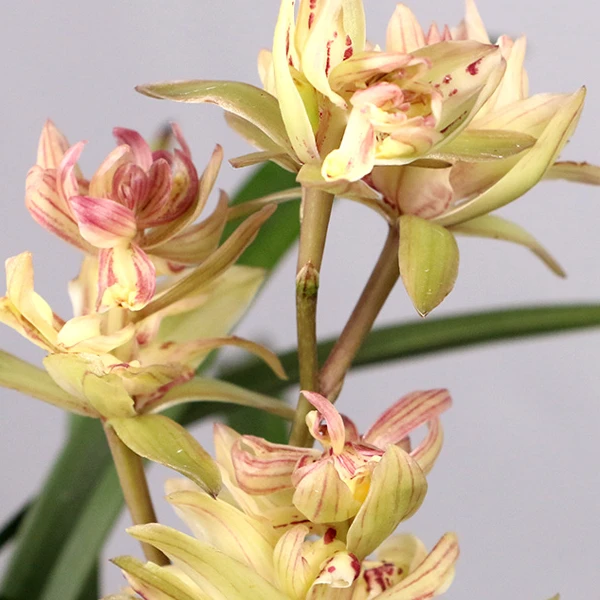 建兰【富山奇蝶】奇花  浓香 花期6-11月