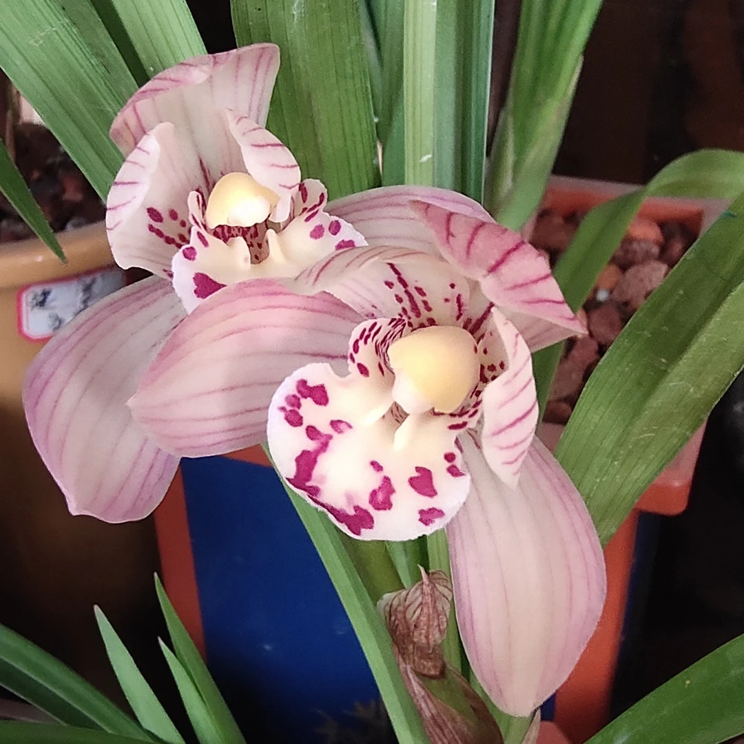 春剑【粉荷】浓香型荷瓣 花期10月 到 来年3月份