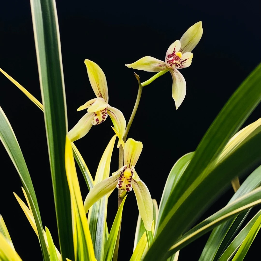 建兰【锦旗】鹤艺浓香型花期6-11月份铭品四季兰