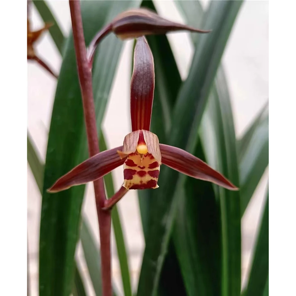 墨兰【企黑爪】浓香型红花花期11-3月份