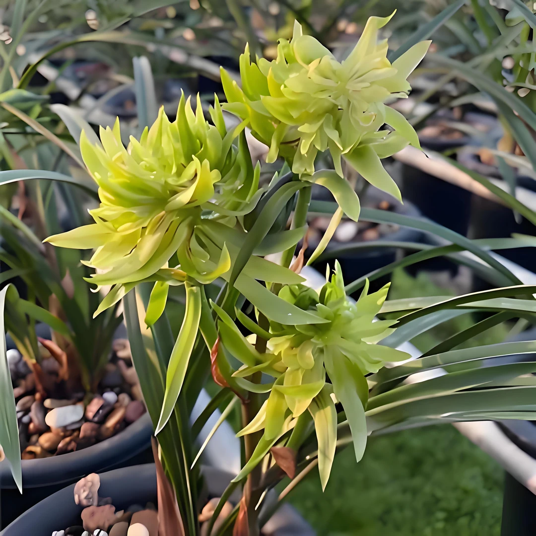 春兰【花开富贵】奇花浓香型 花期11-3月份