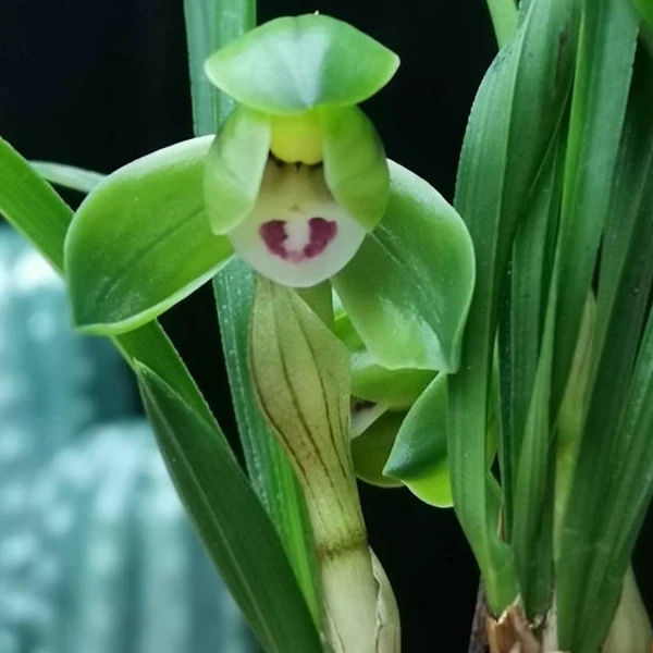 春兰【翠盖荷】浓香型正格荷瓣花期12-3月份