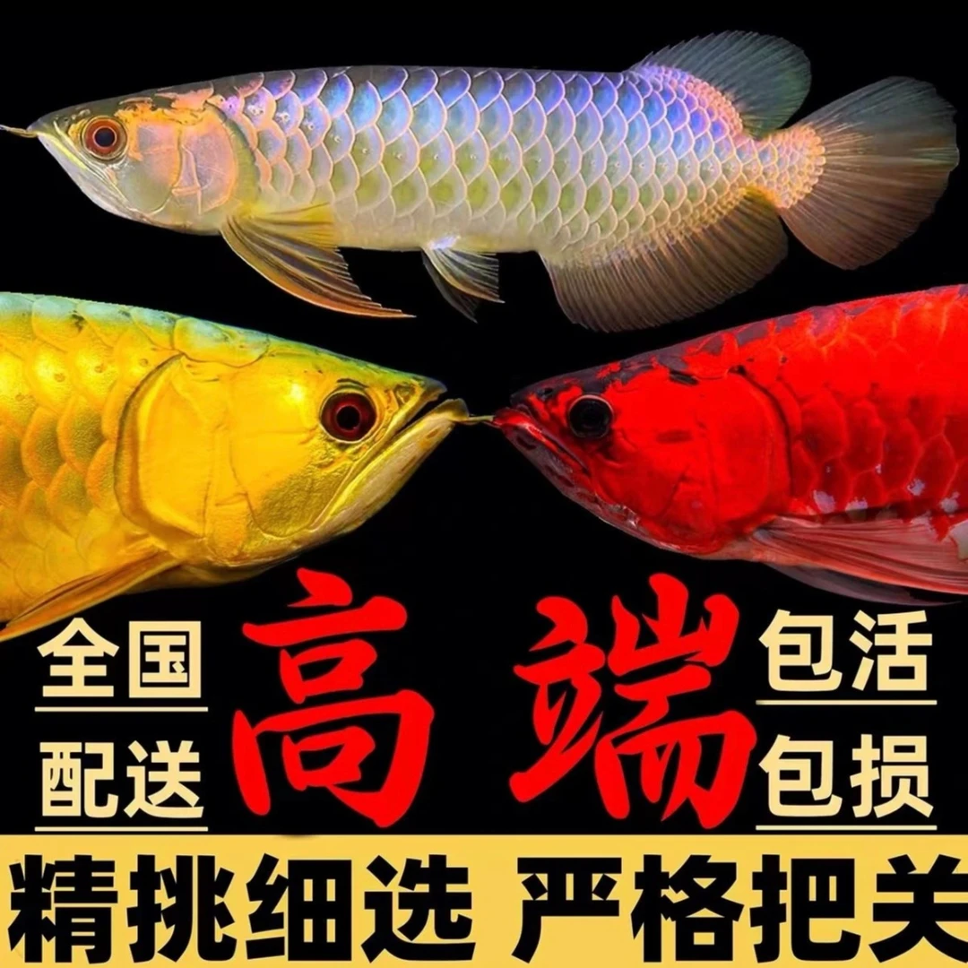 古典蓝底过背高背练手金龙鱼印尼辣椒超血红龙活体鱼苗