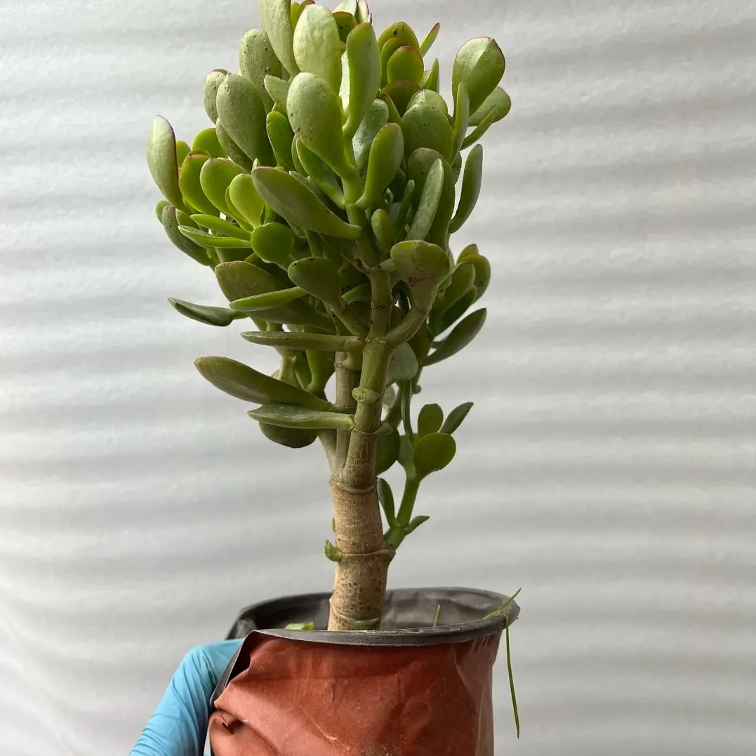 18姬红花月小老桩土球包邮到家