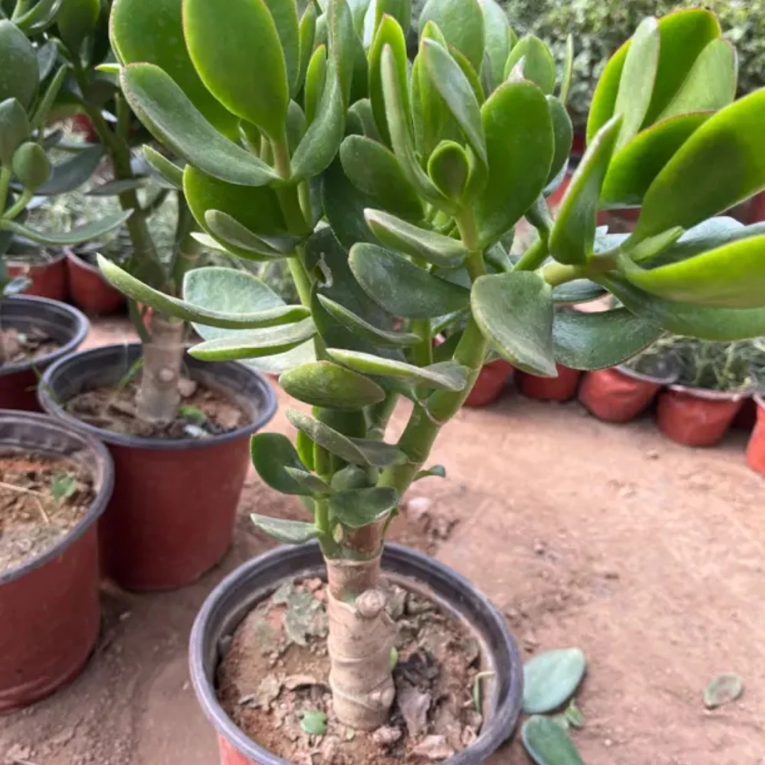 32玉树独杆老桩棒棒糖造型土球发货包邮到家