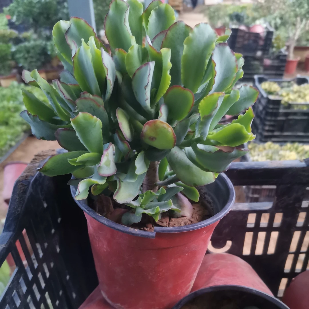 知更鸟海带花月多肉土球包邮到家